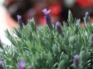 lavanda